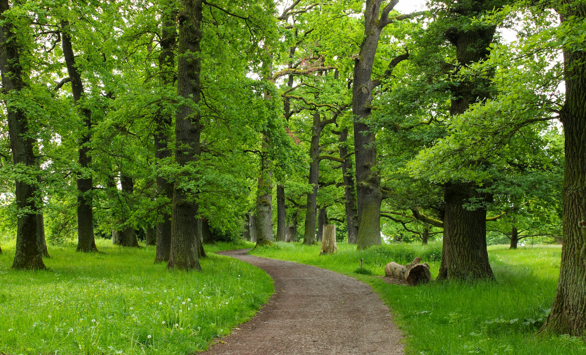 Large sentier entre les chênes du bois de la Garenne